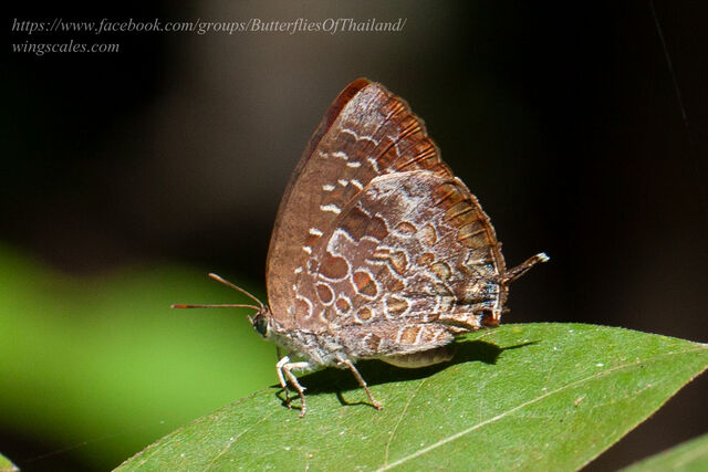 Arhopala bazaloides bazaloides