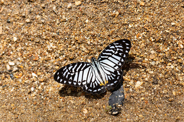 Graphium delessertii delessertii