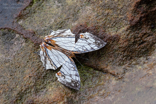 Cyrestis thyodamas thyodamas