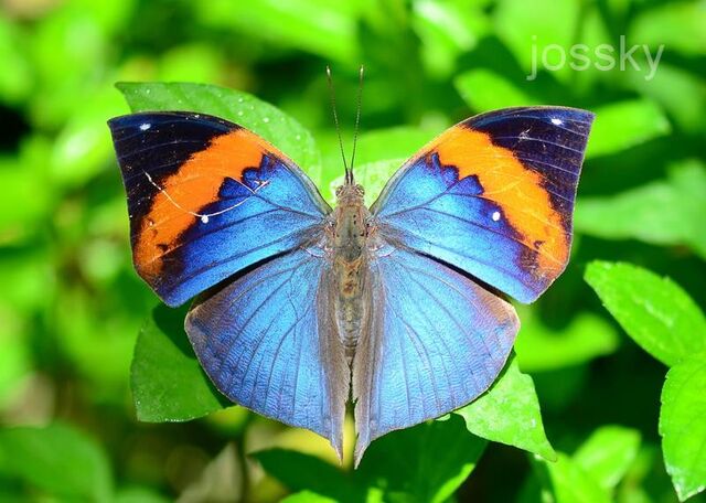 Kallima limborgii limborgii