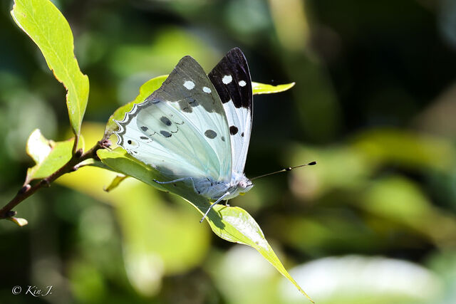 Helcyra hemina hemina