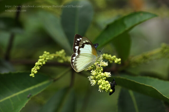 Appias albina darada