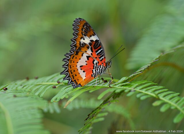 Cethosia hypsea hypsina