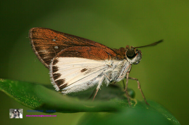 Iton semamora semamora