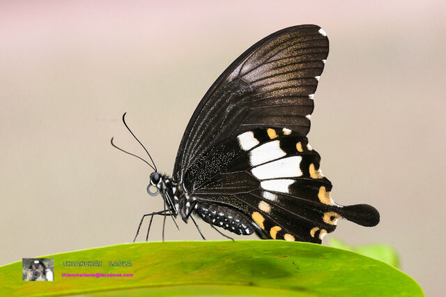 Papilio chaon chaon