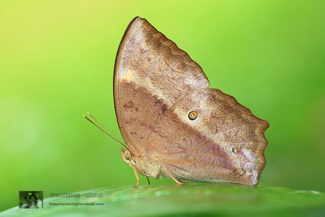 Discophora sondaica zal