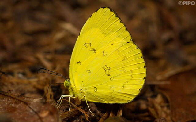Eurema simulatrix sarinoides