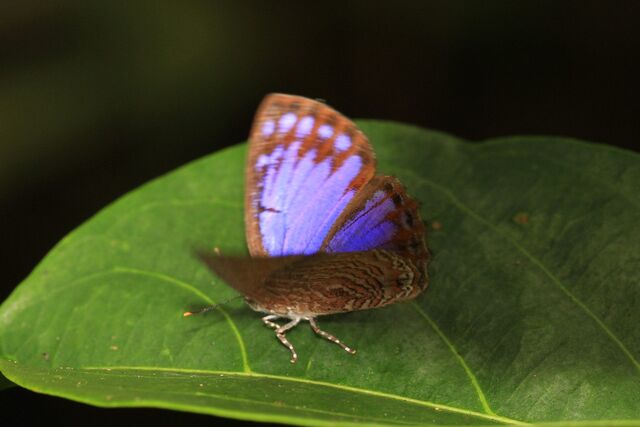 Poritia sumatrae sumatrae
