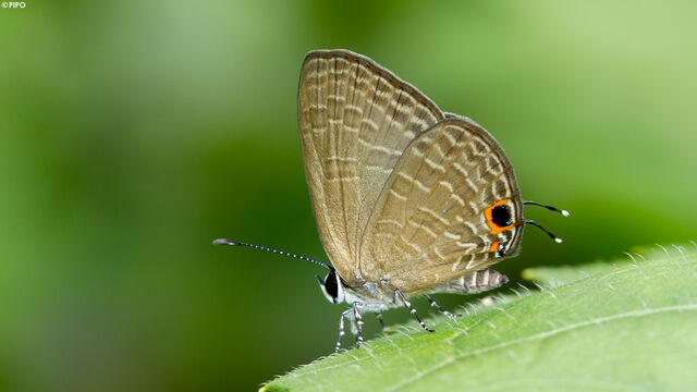 Jamides bochus bochus