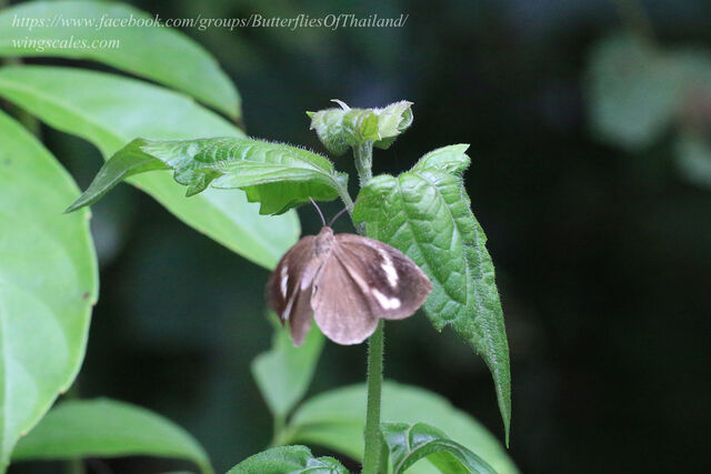 Miletus ancon siamensis