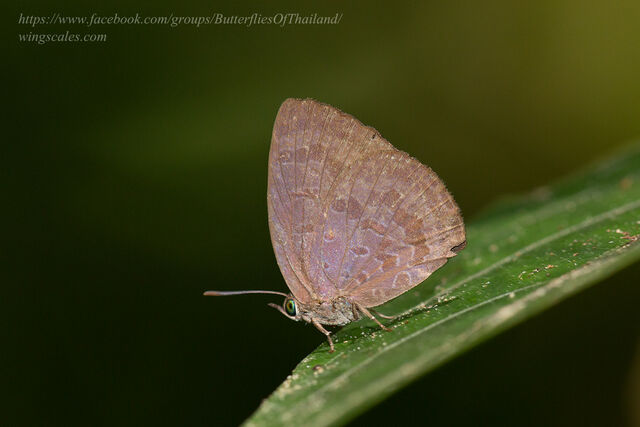 Arhopala arvina aboe