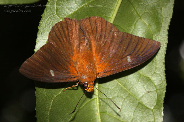 Capila hainana hainana