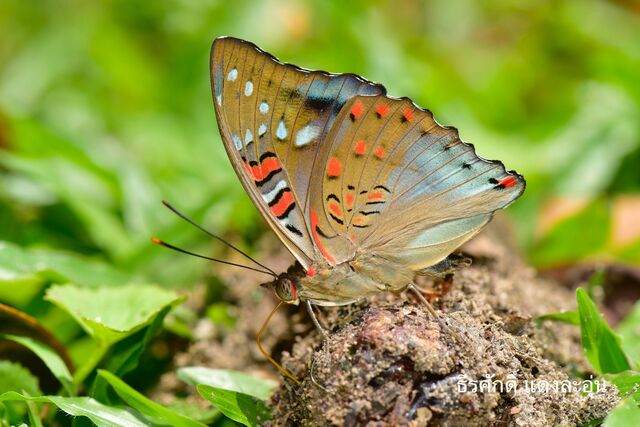 Euthalia whiteheadi whiteheadi