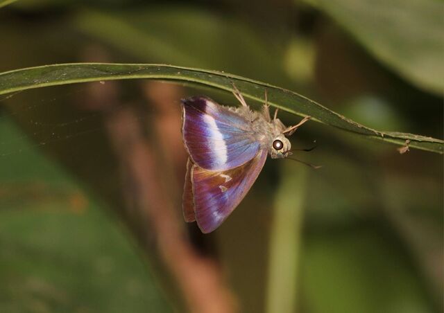 Hasora proxissima siamica