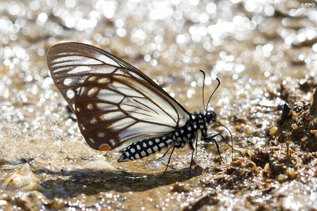 Papilio epycides hypochra