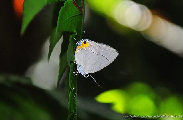 Tajuria isaeus verna