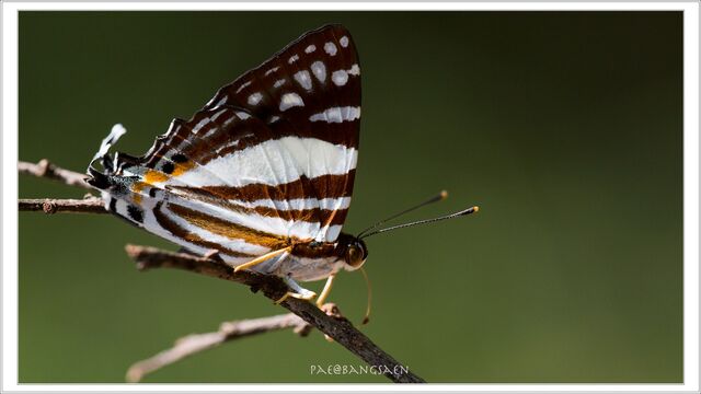 Dodona deodata deodata