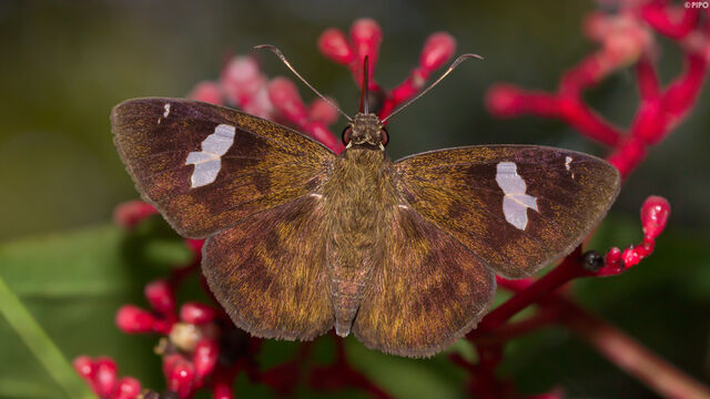 Celaenorrhinus asmara consertus