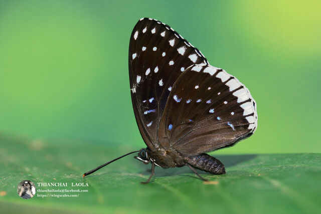 Stibochiona nicea subucula