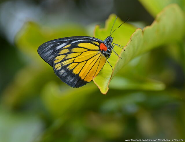 Prioneris philonome themana