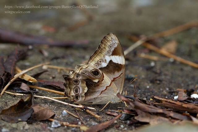 Lethe chandica chandica