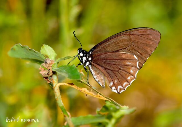 Graphium macareus perakensis