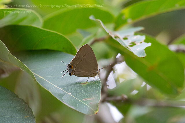 Creon cleobis cleobis