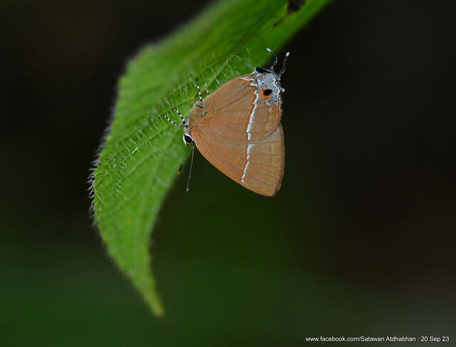 Tajuria yajna selangorana