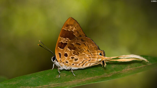 Bindahara phocides phocides