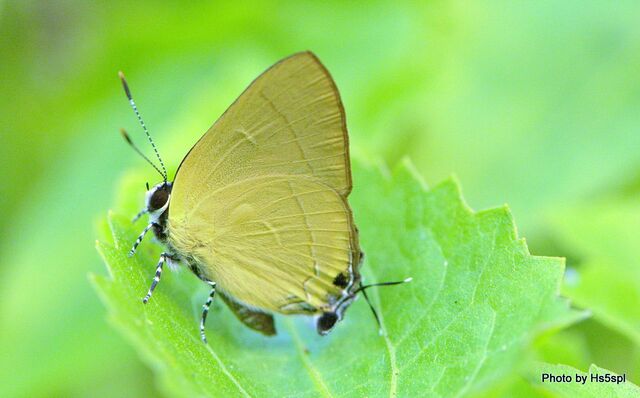 Rapala suffusa suffusa