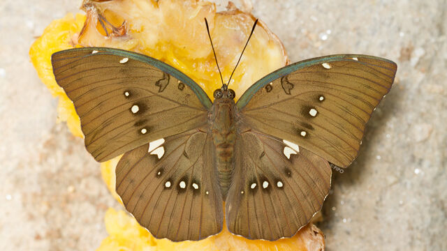 Euthalia dunya dunya