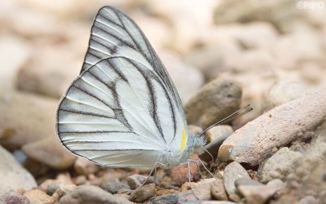 Appias olferna olferna