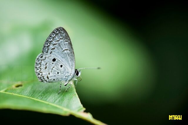 Callenya melaena melaena