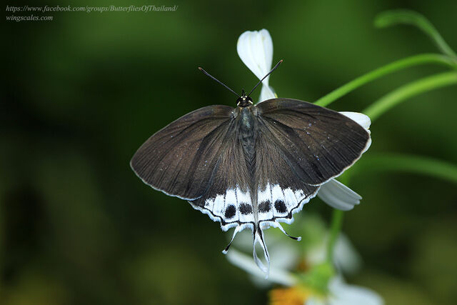Charana mandarina mandarina