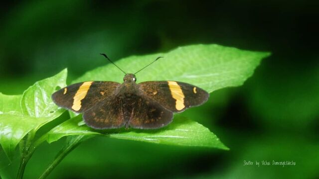 Aurivittia aurivittata