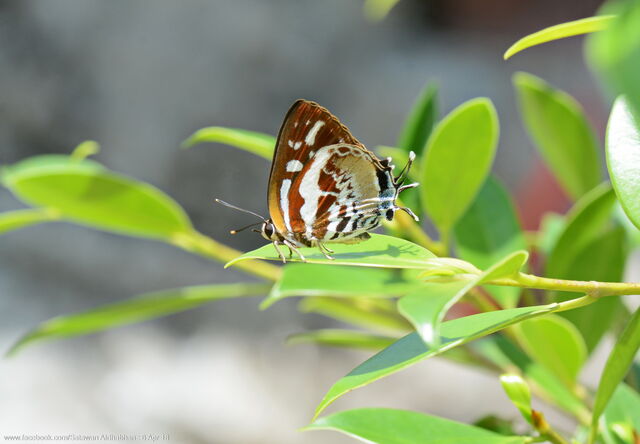 Iraota rochana boswelliana