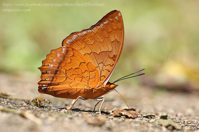 Charaxes distanti distanti