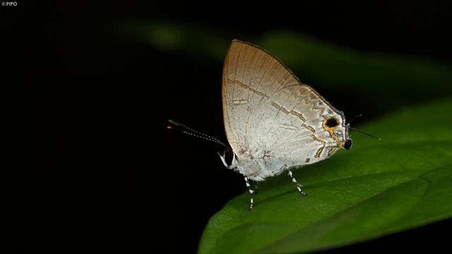 Sinthusa nasaka amba