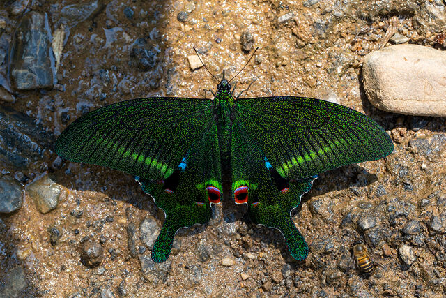Papilio arcturus arcturus