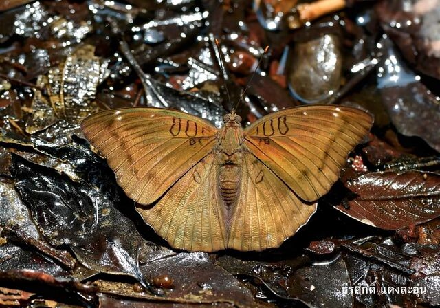 Euthalia phemius ipona