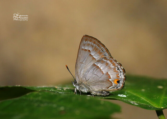 Deramas nolens pasteuri