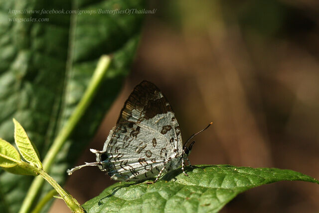 Drupadia scaeva melisa