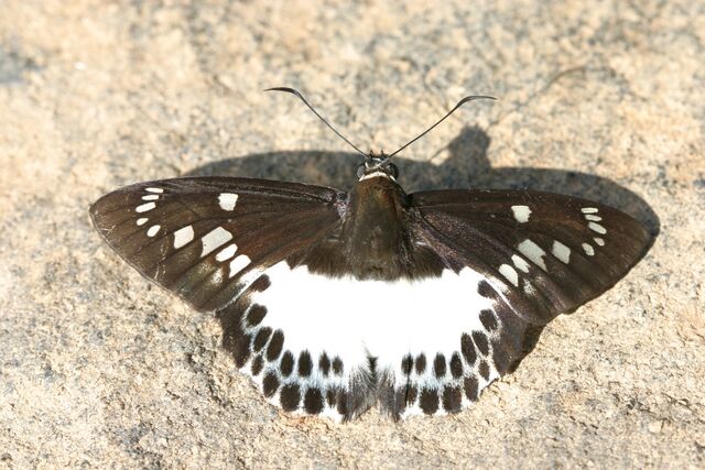 Satarupa gopala gopala
