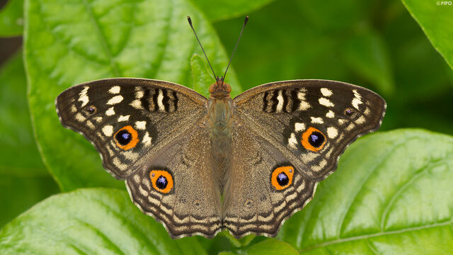 Junonia lemonias lemonias