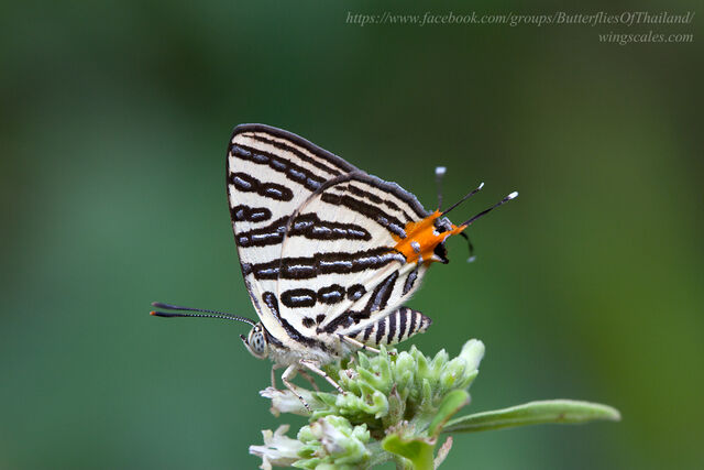 Spindasis syama peguanus