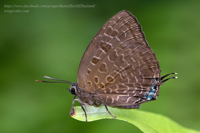 Arhopala eumolphus maxwelli