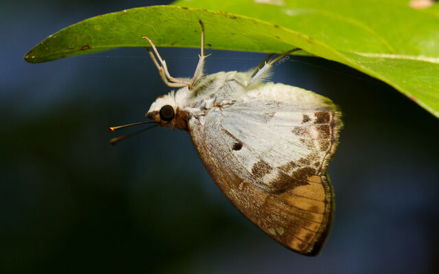 Abaratha angulata angulata