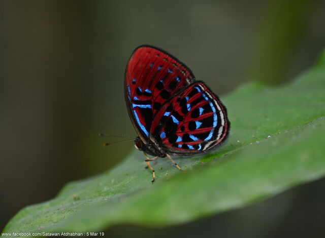 Paralaxita orphna laocoon