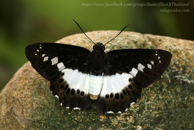 Seseria sambara indosinica