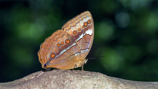 Stichophthalma mathilda ssp.